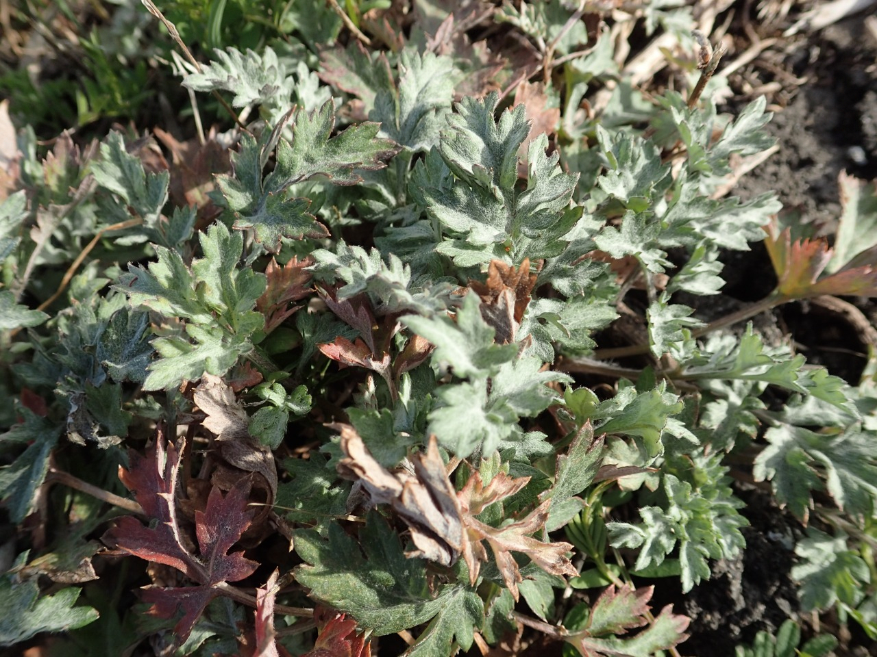 P2250420.JPG