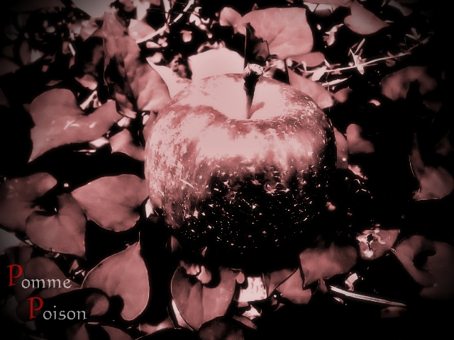 Pomme Poison・ジャケット.JPG