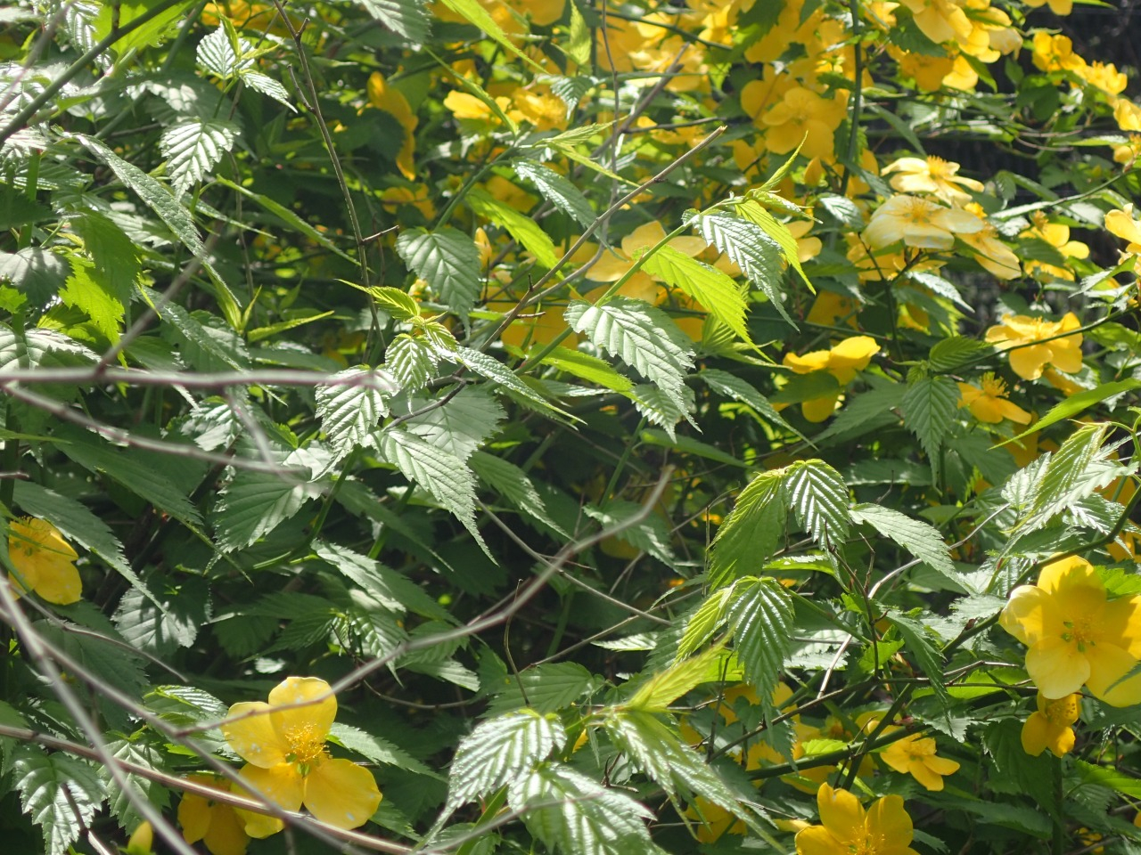 P4130646.JPG