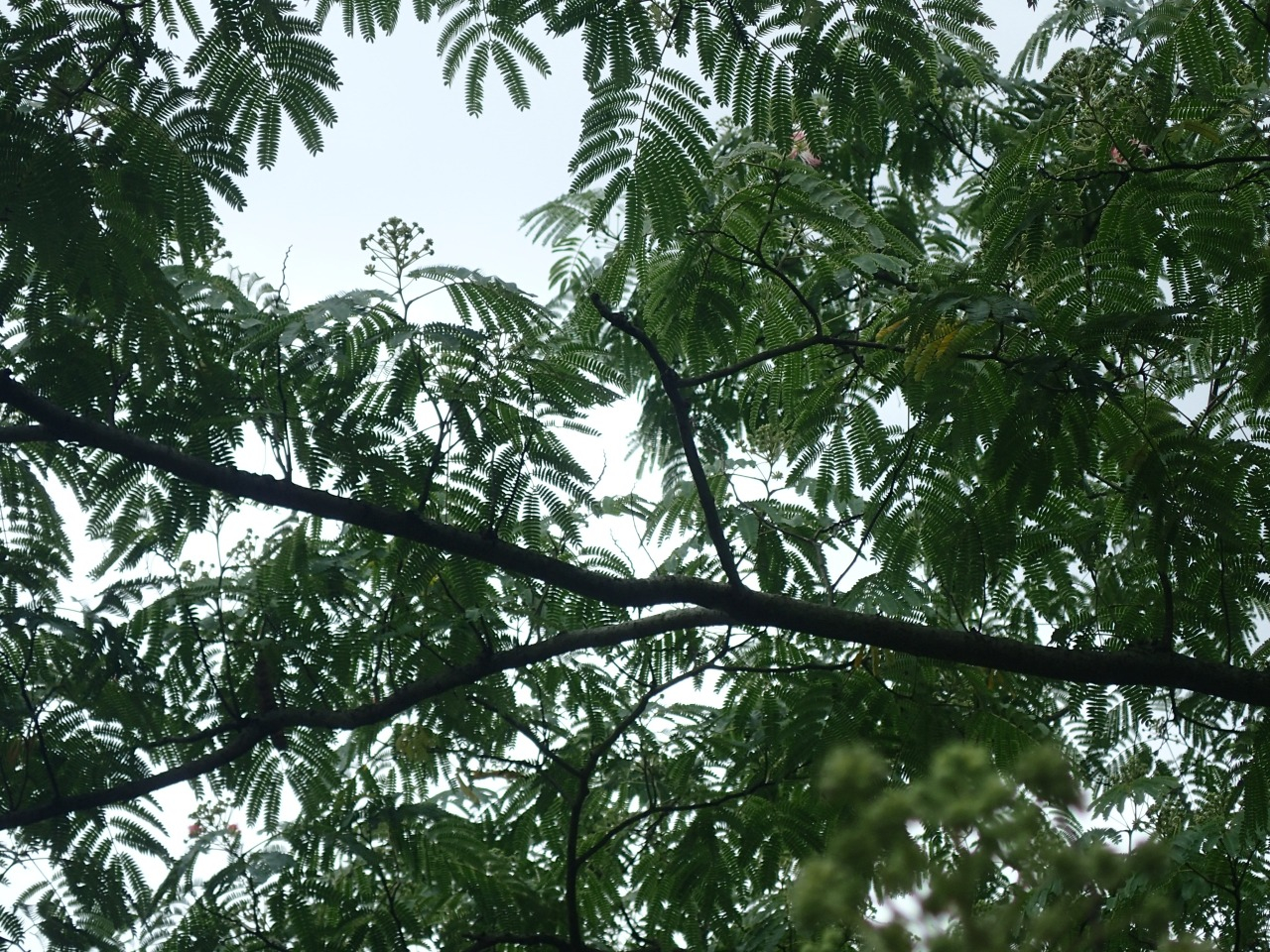 P6100827.JPG