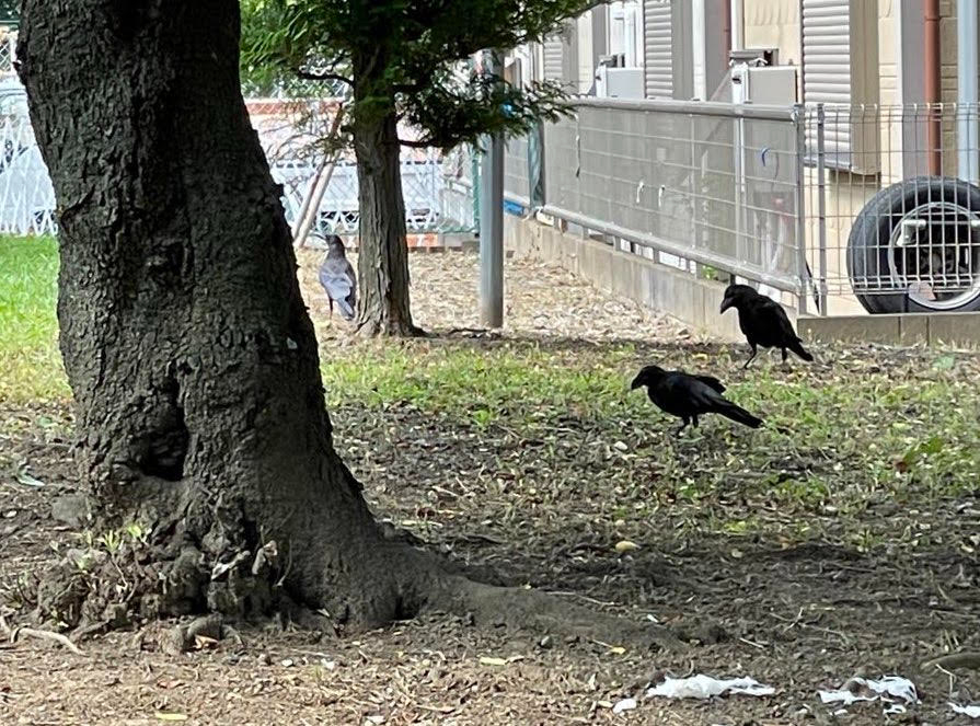 カラス②.jpg