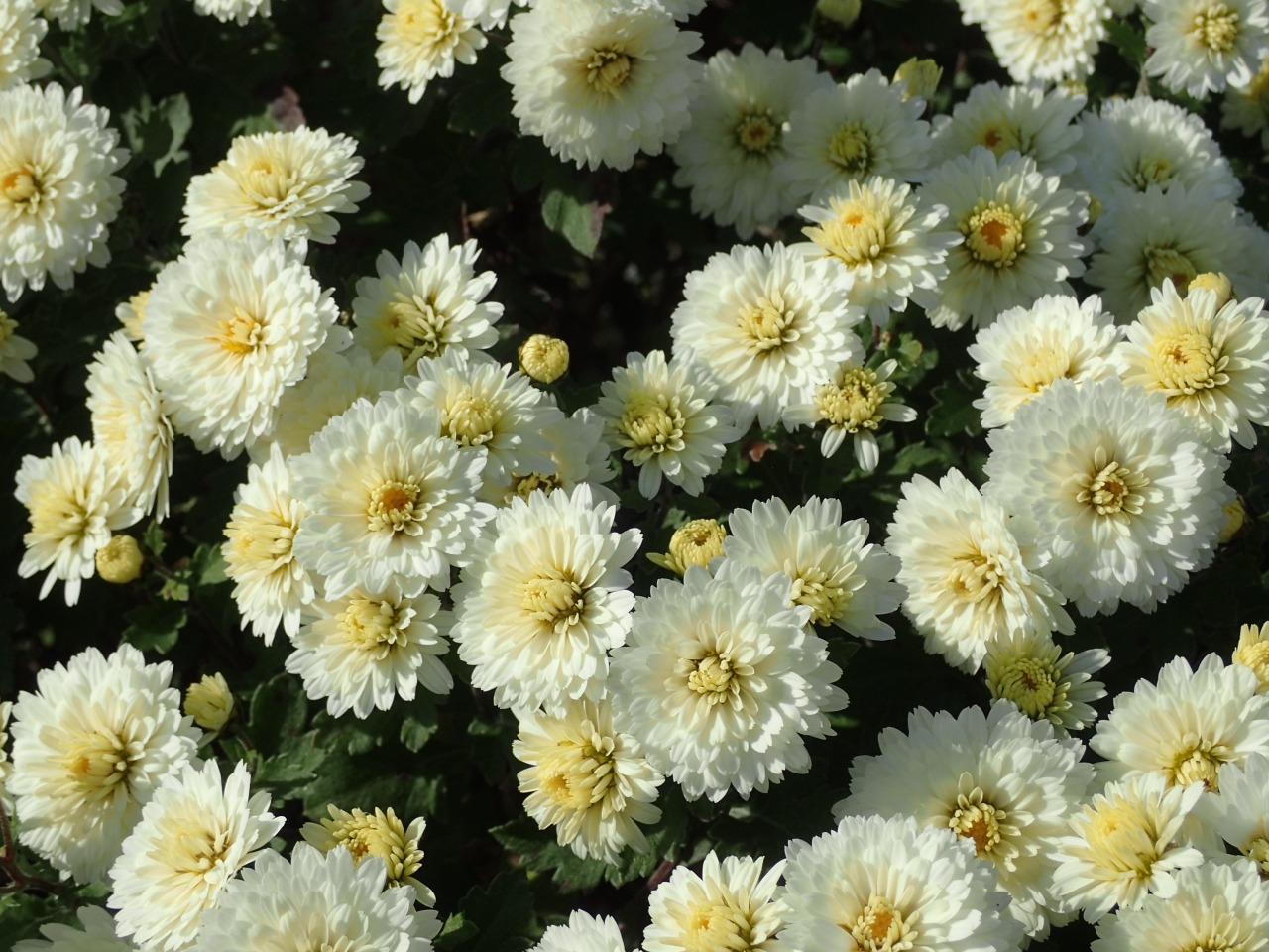 PB160857.JPG