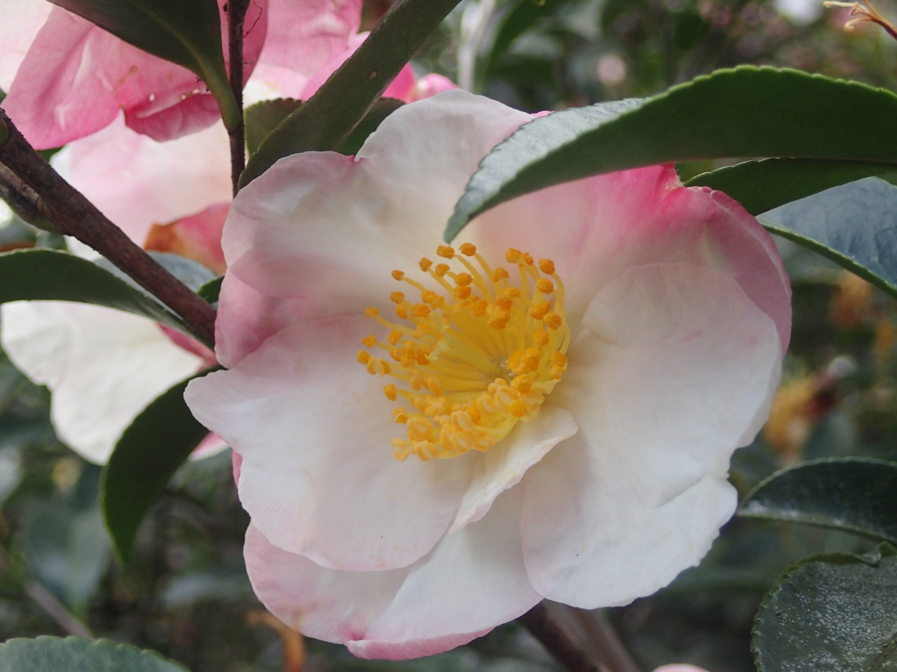 PC220270.JPG