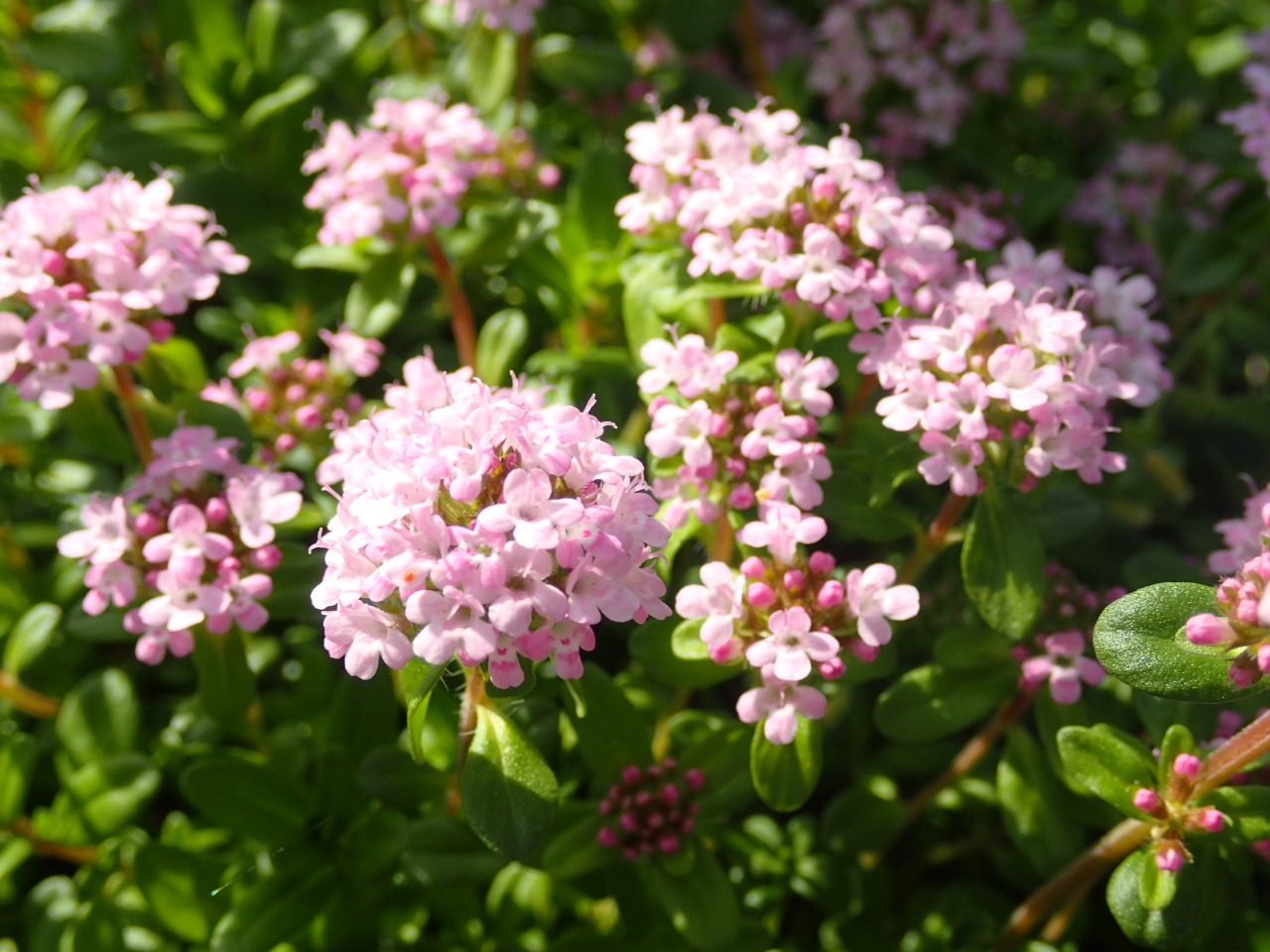 P4190210.JPG