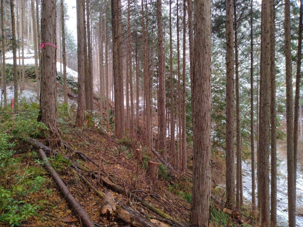 forest10.jpg