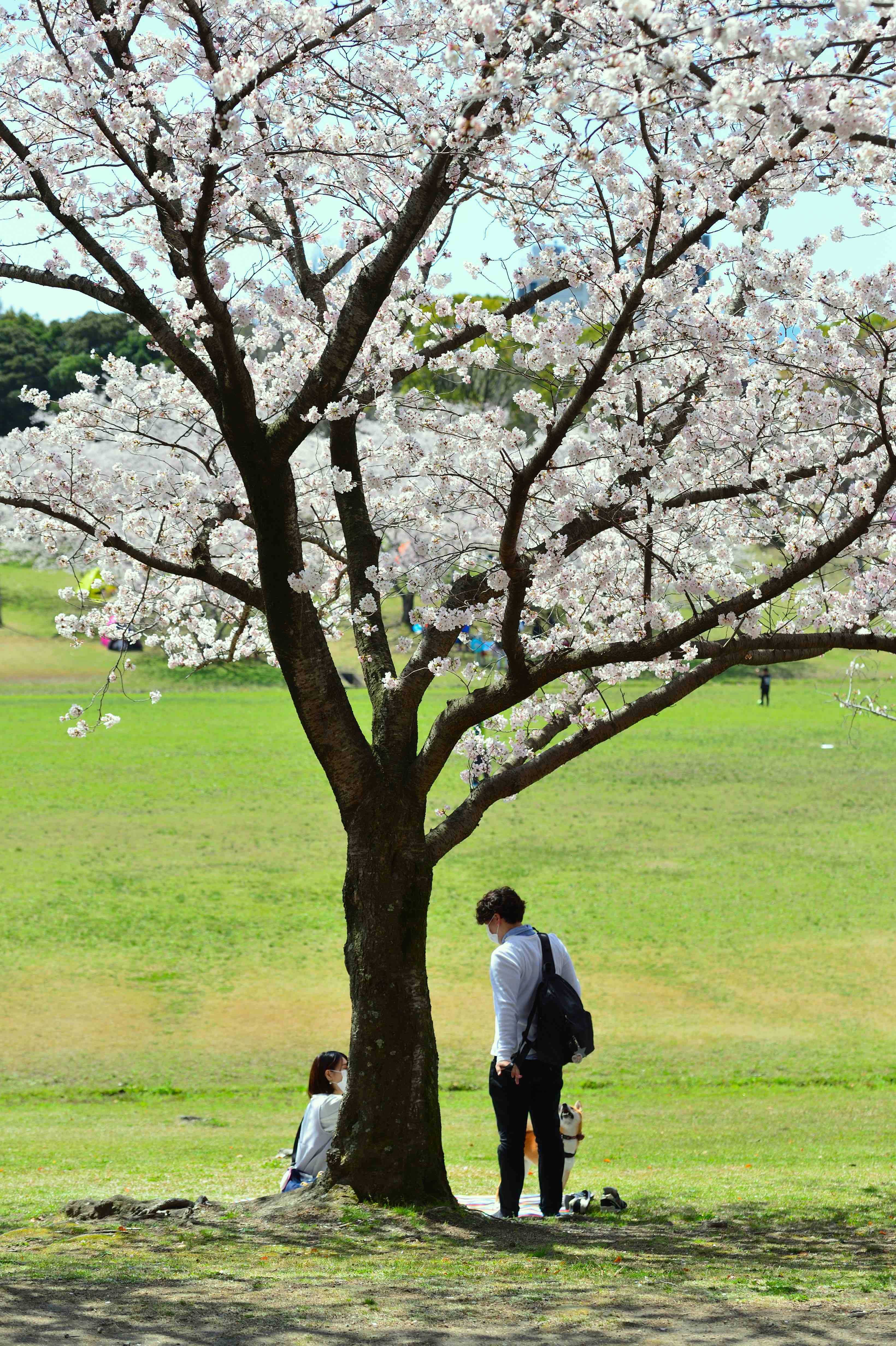 20220327_122021_sakura#2.jpg