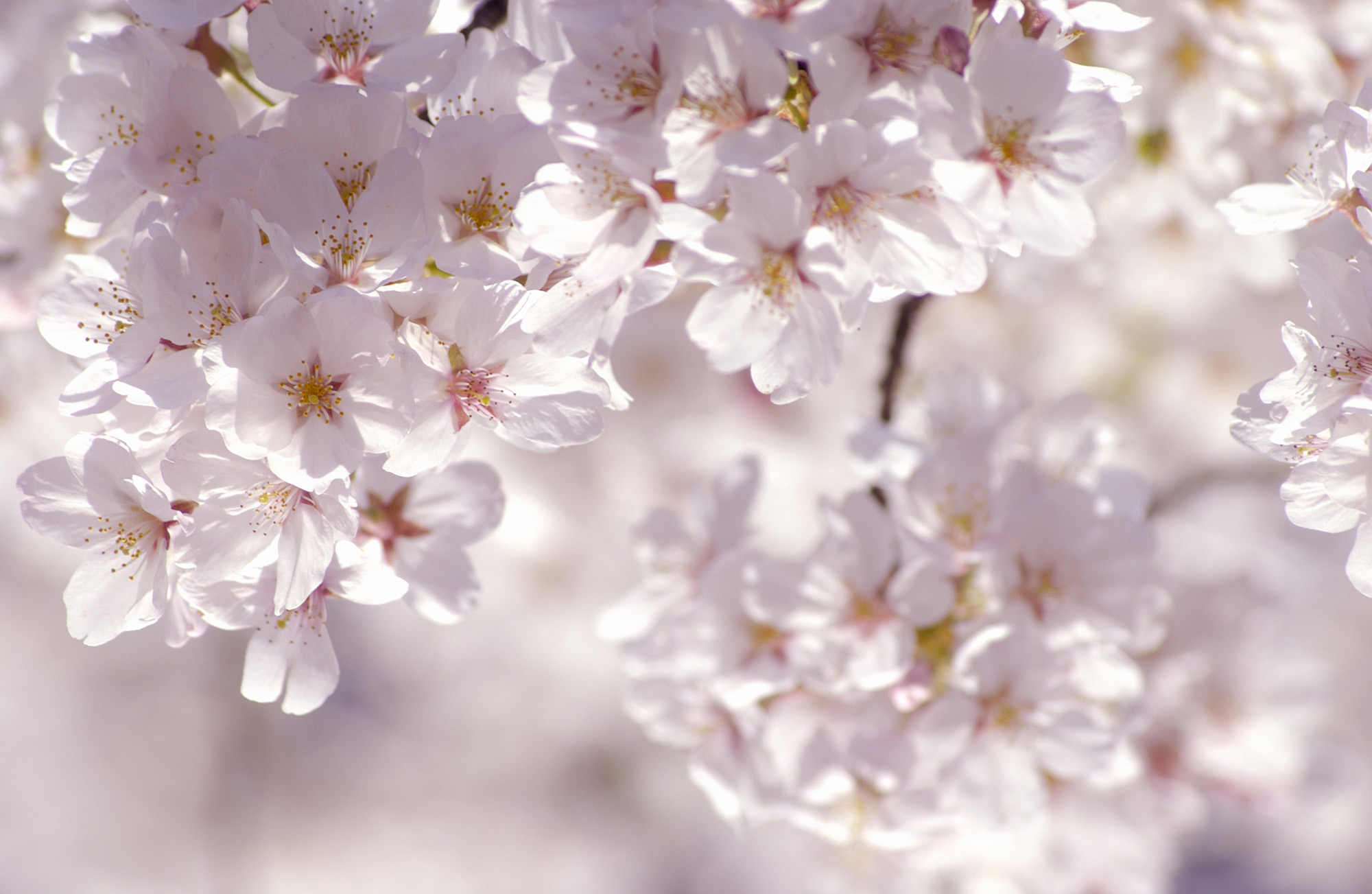 sakura.png