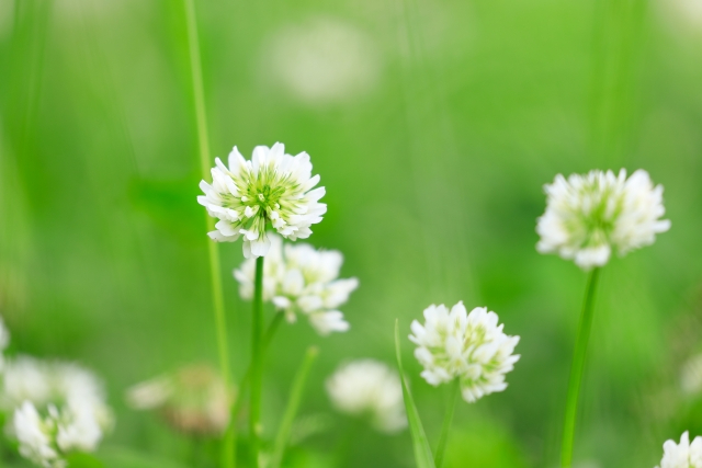 シロツメクサ.jpg