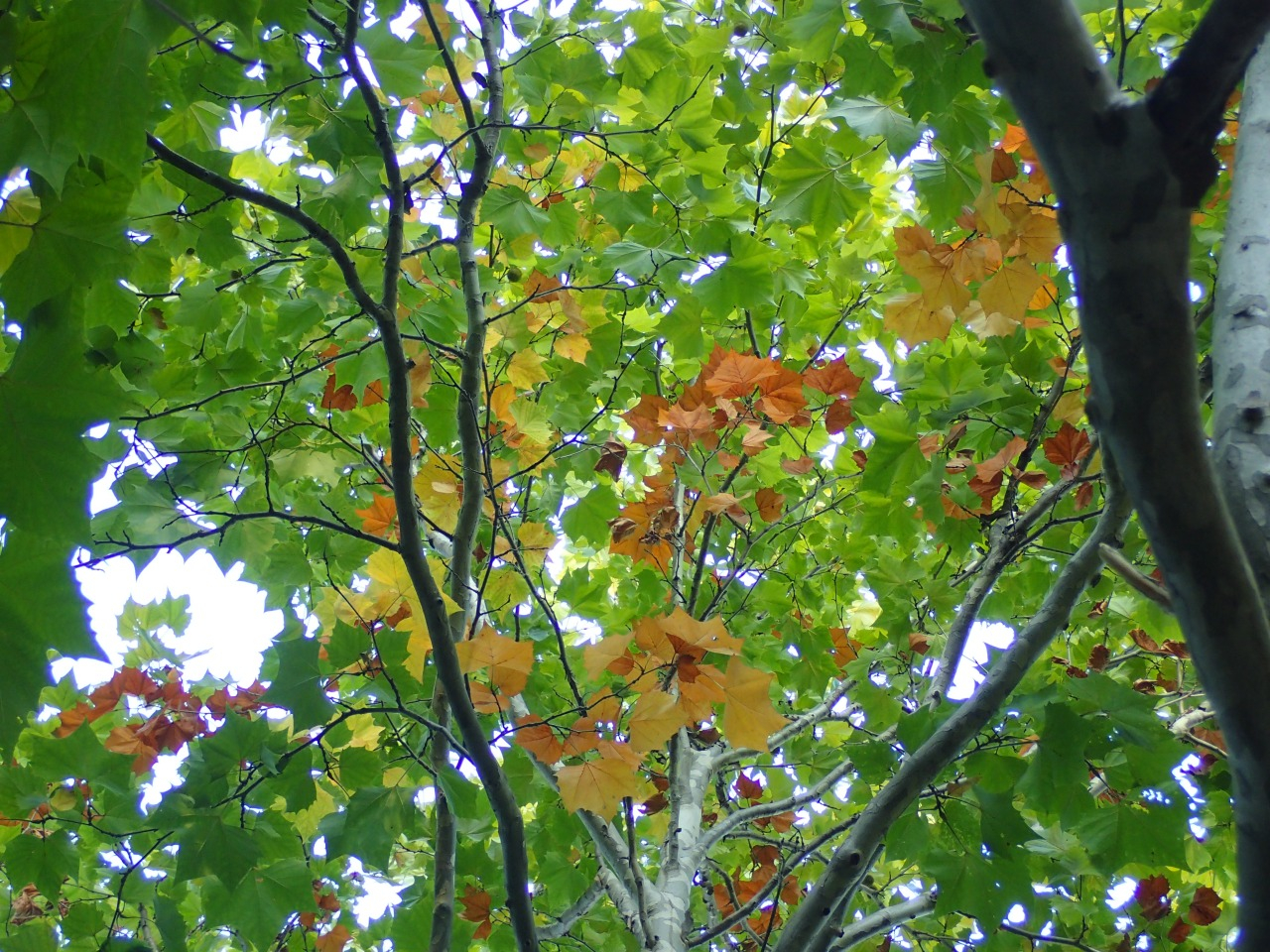 PA221049.JPG