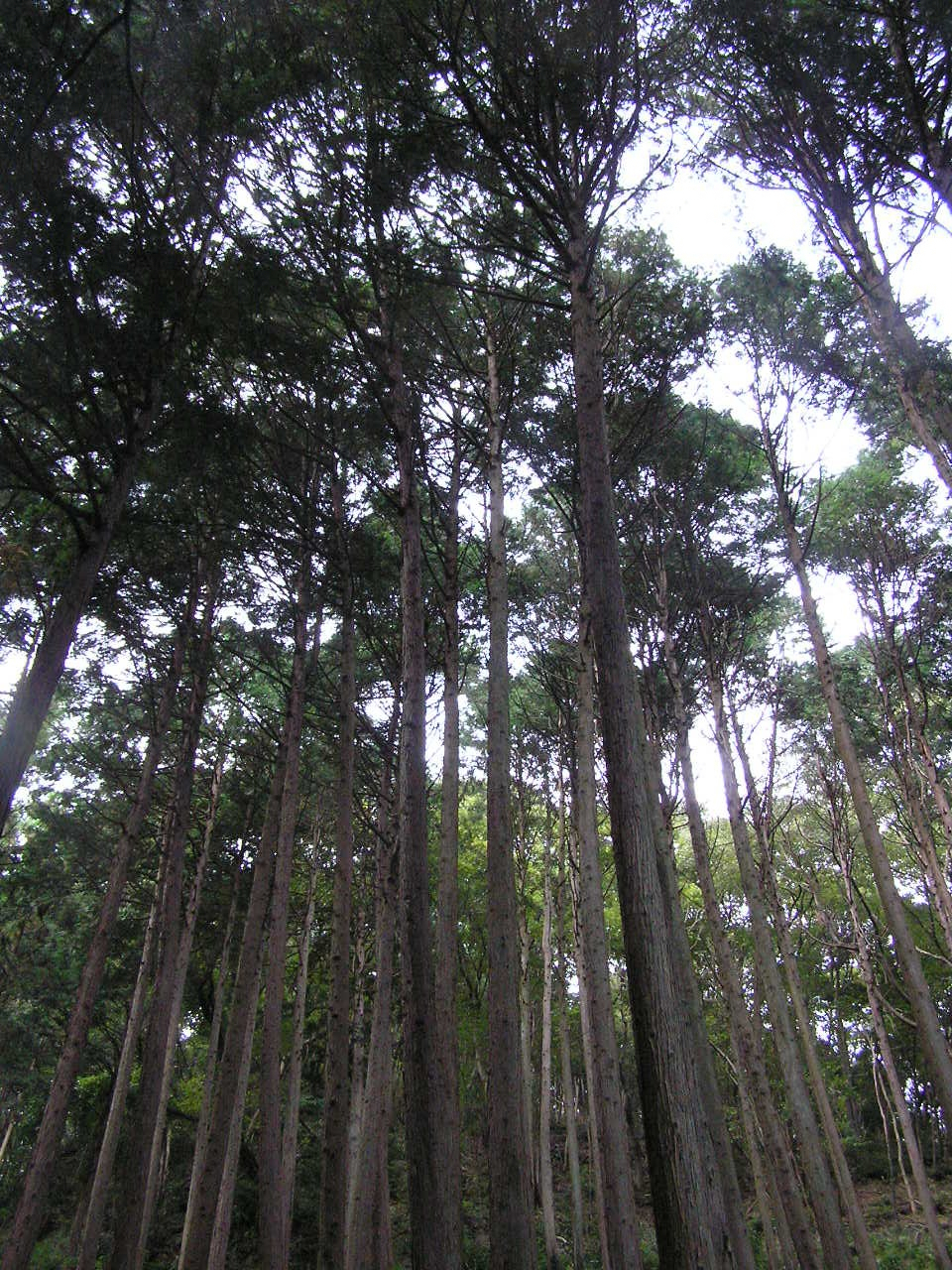 PA260181.JPG