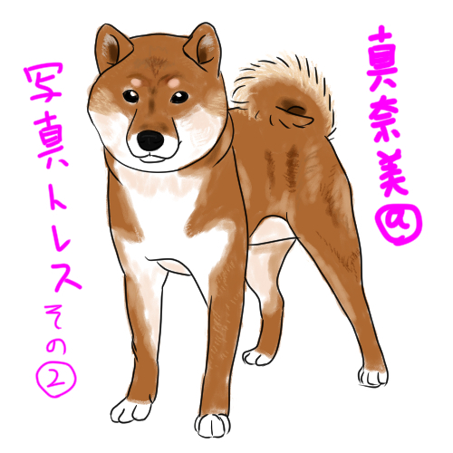 柴犬トレス1-2.jpg