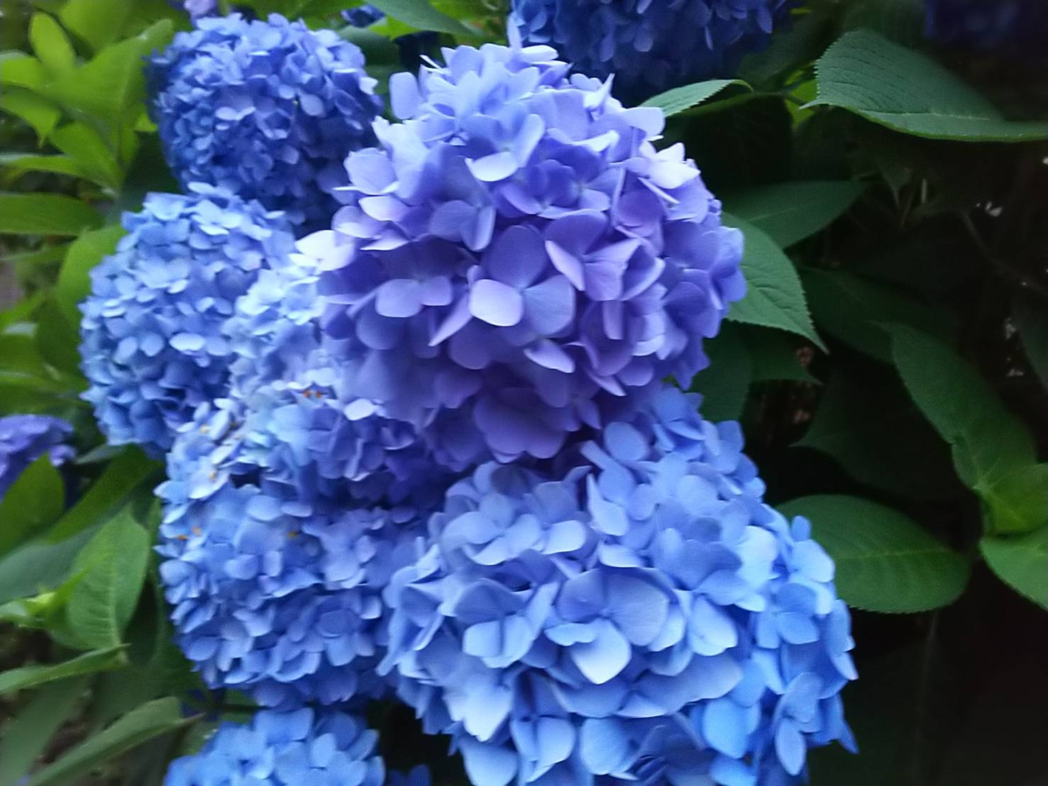 2022年の紫陽花3.jpg