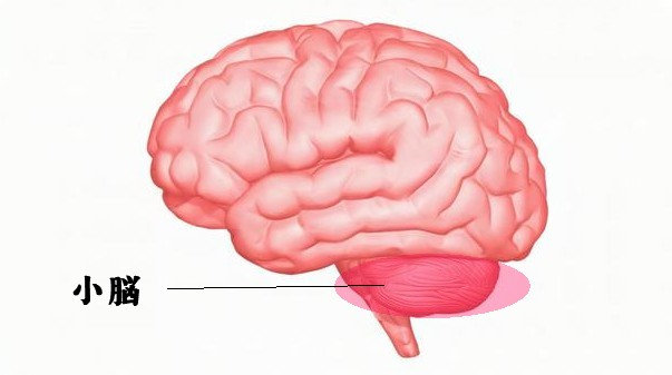 小脳.jpg