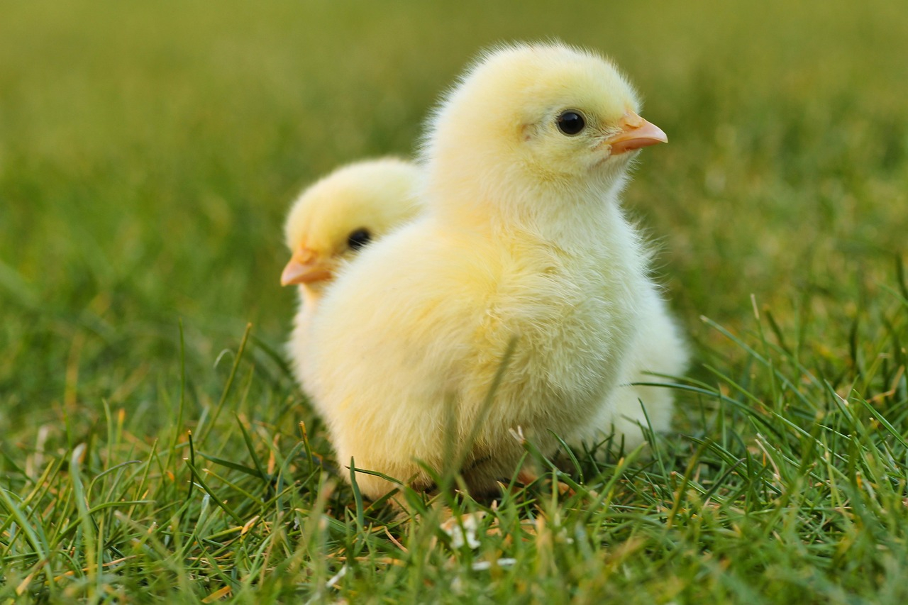 chick-5014152_1280.jpg