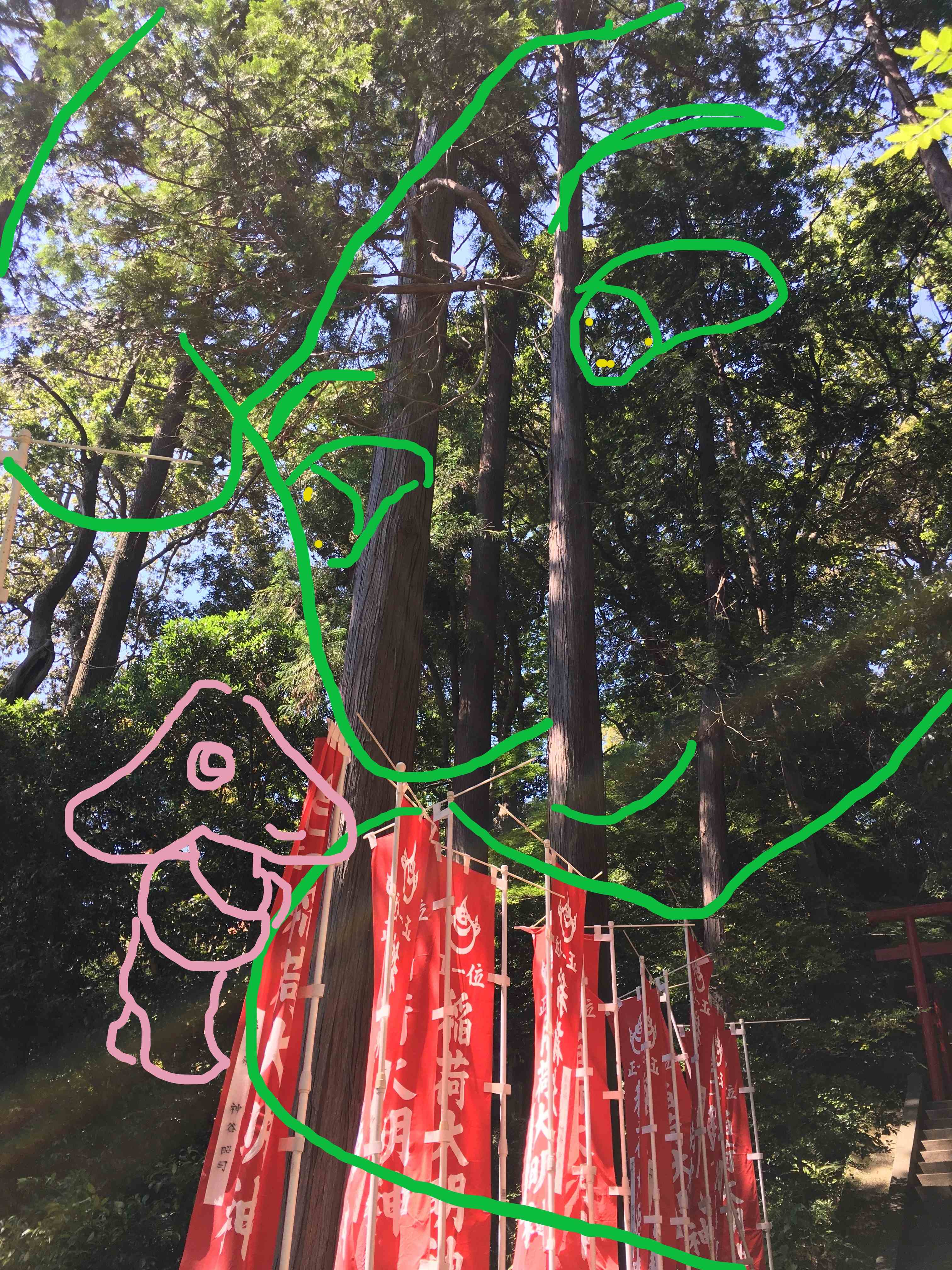 セイちゃんの御神木1.jpg