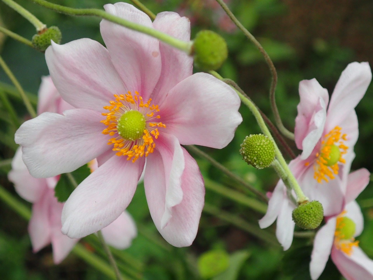 PA261240.JPG