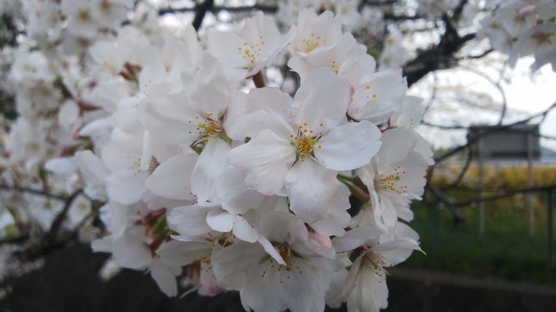 2024桜2.jpg
