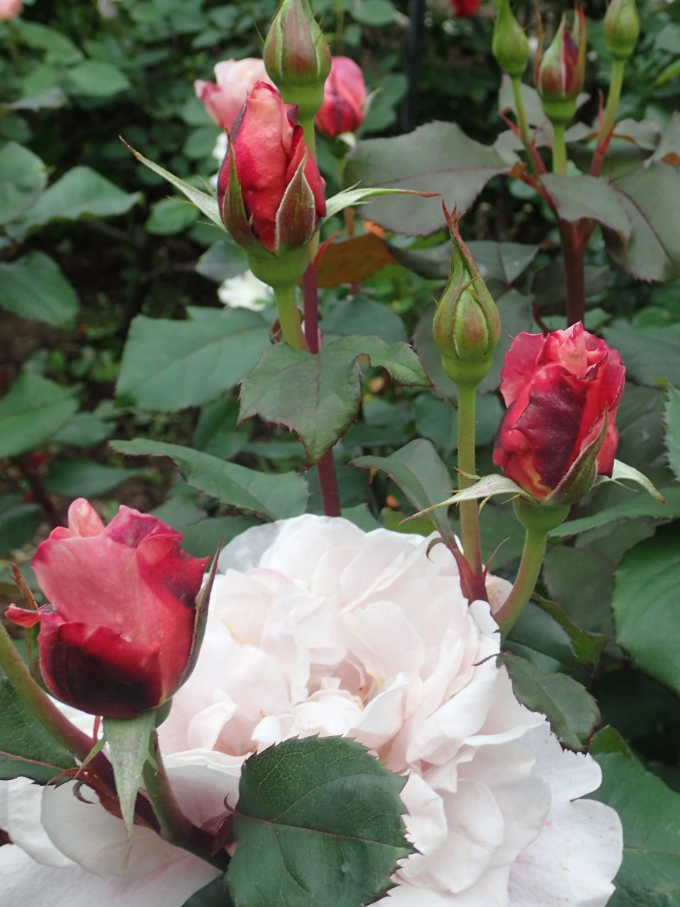 P5181090.JPG