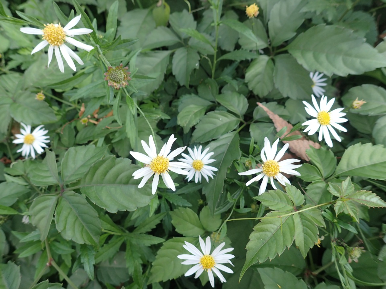 PA210283.JPG