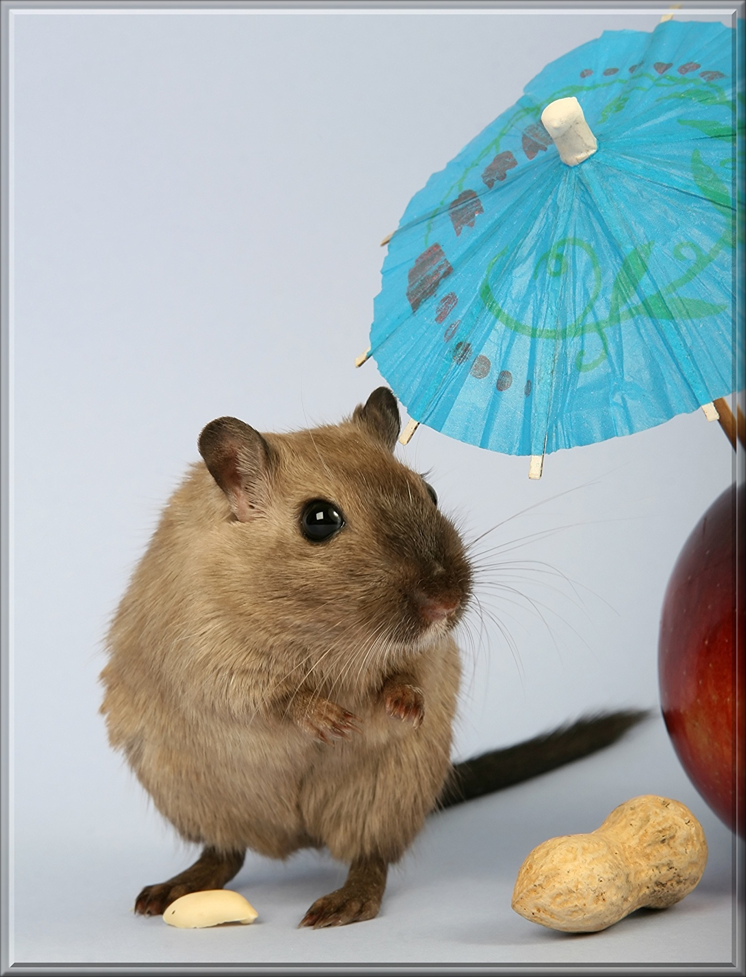 animal-1239399.jpg
