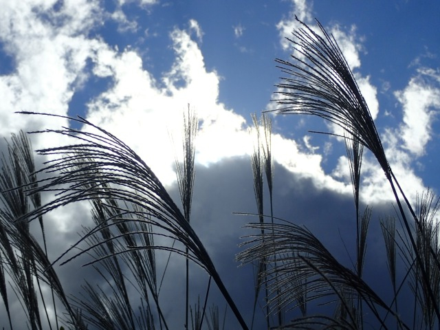 PA210587.JPG