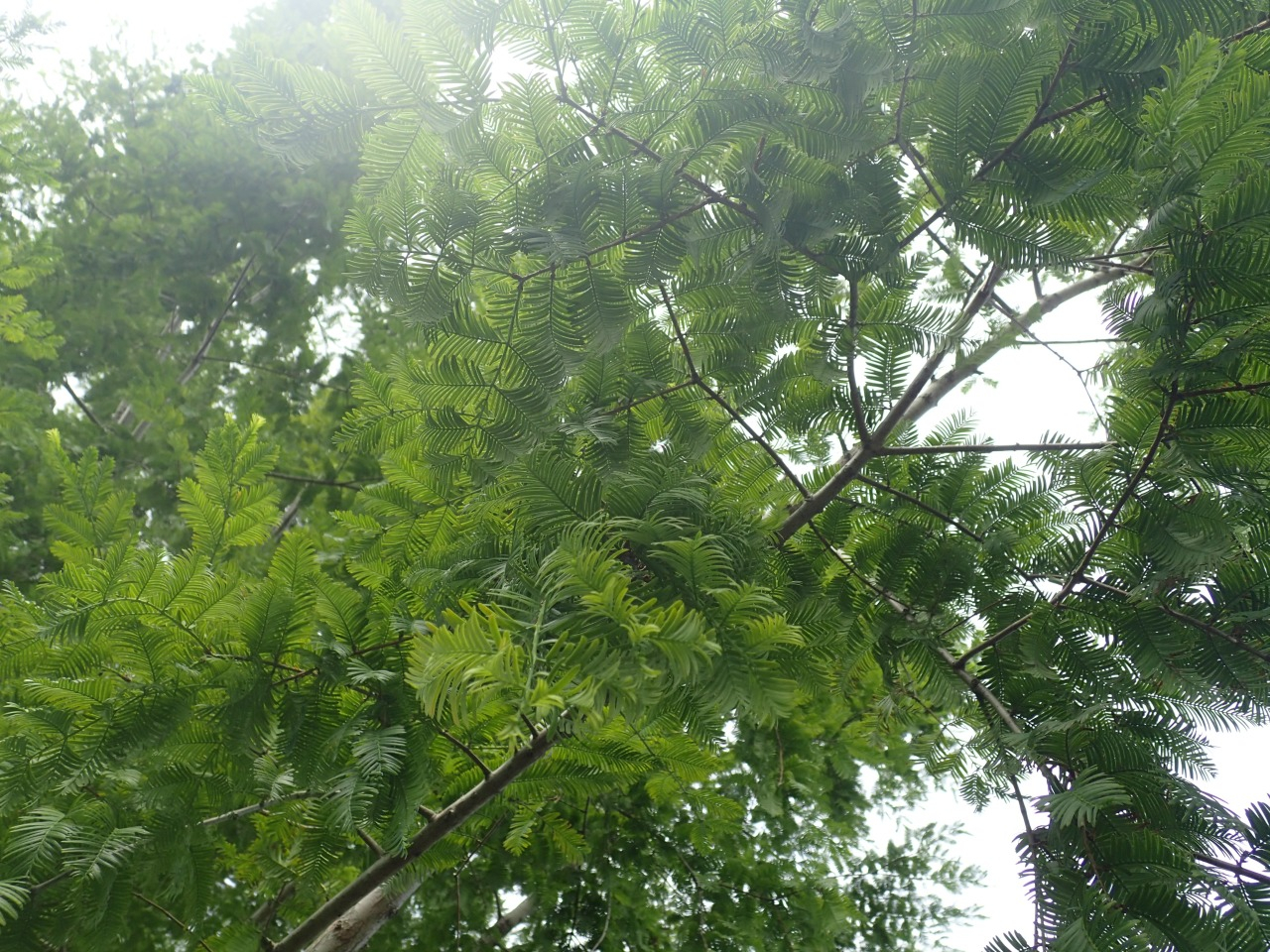 P7220753.JPG