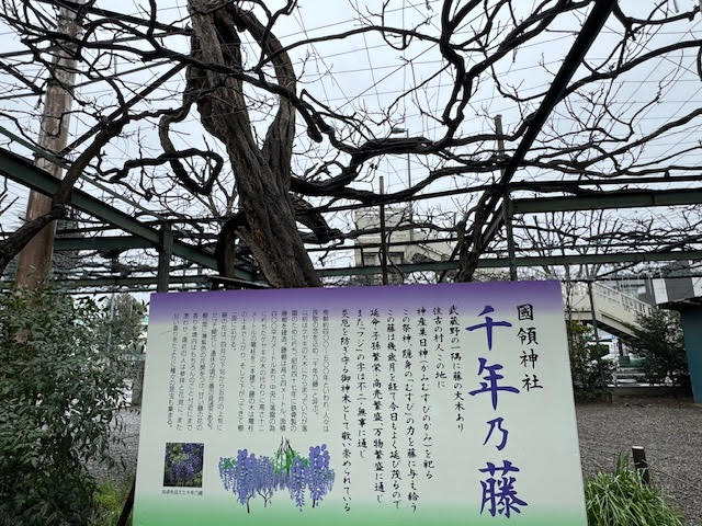 千年乃藤.jpg