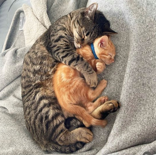 親子の猫.png