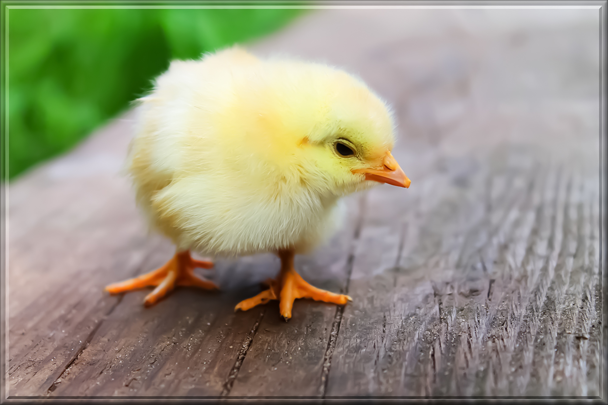 bird-349026.jpg