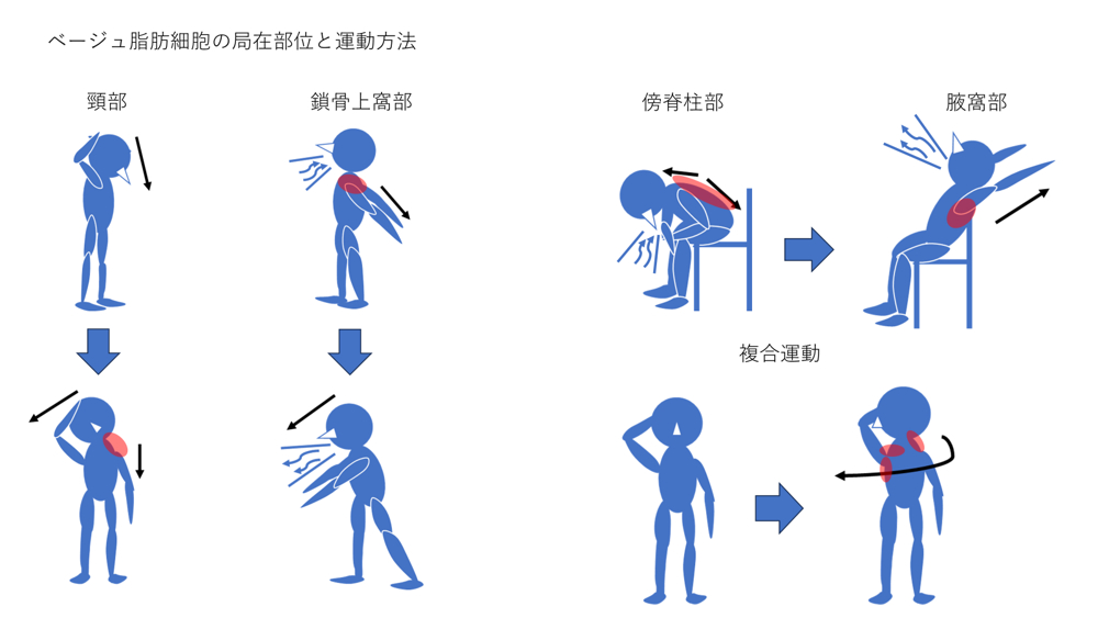 ベージュ細胞.png