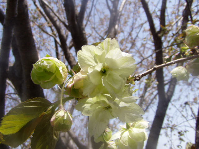 P1010078.JPG