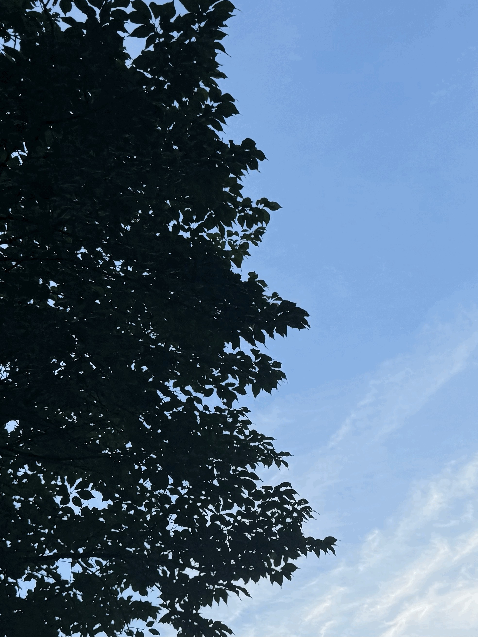 tempImagetcH3aG.gif