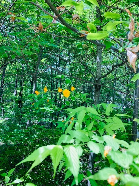 お姫様みたいな名前の花 おしゃべり魔法使い ラブフリーダム Coconalaブログ