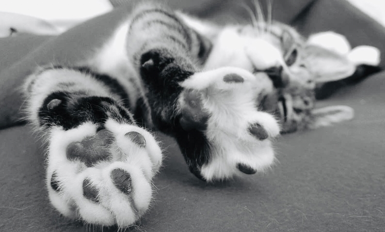 猫３.png