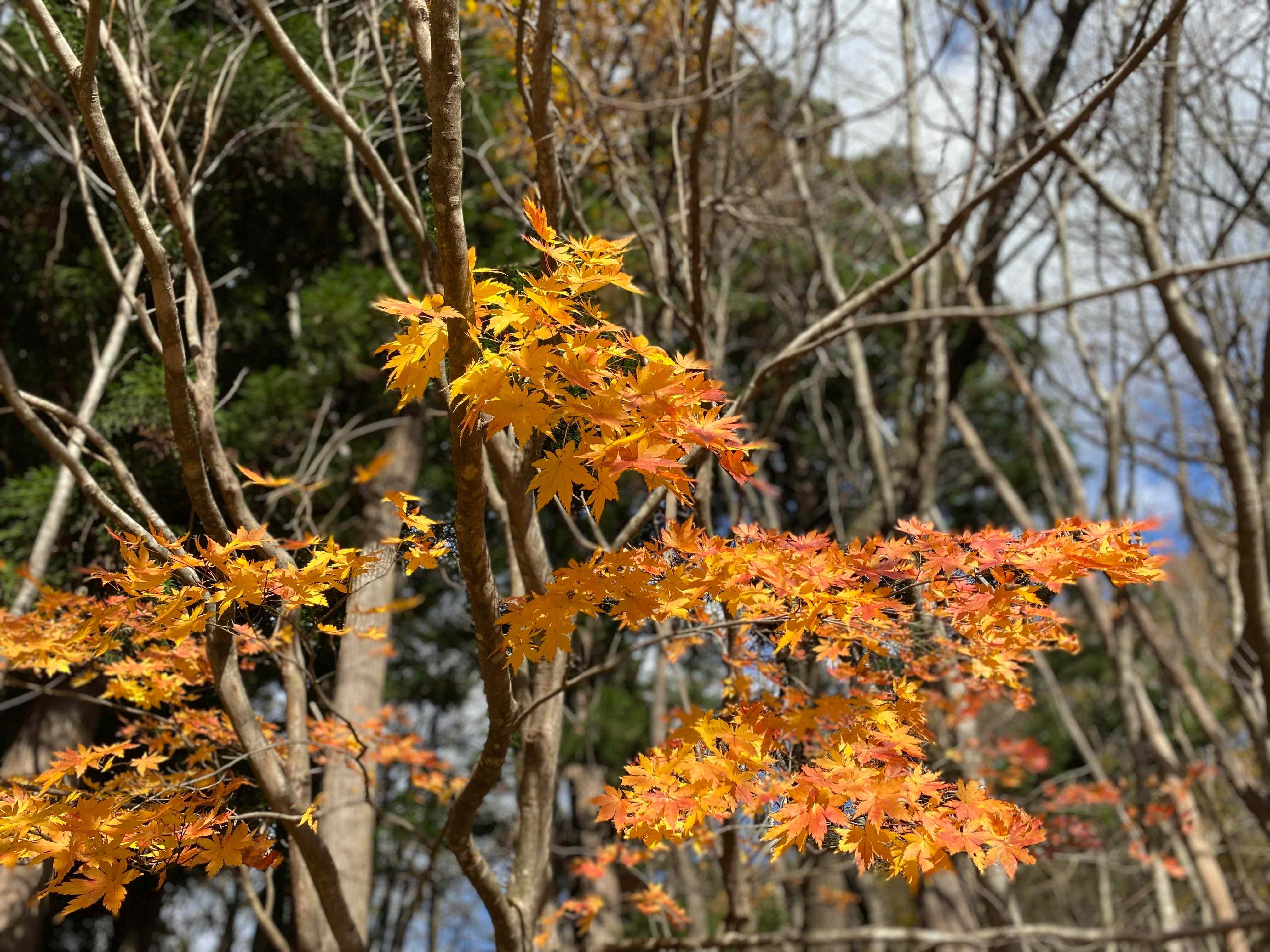 IMG_4928.jpeg
