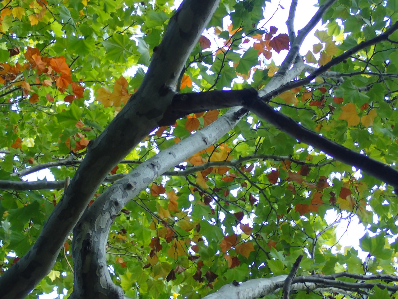 PA221061.JPG