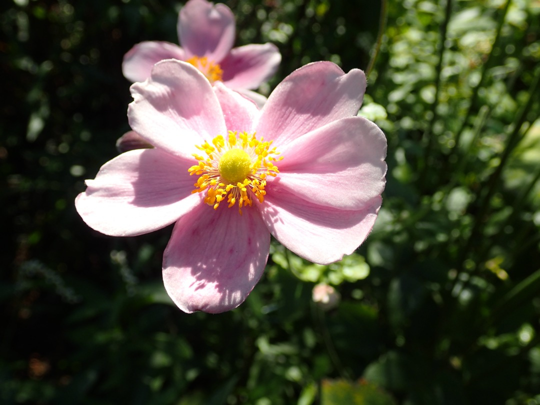 PA100378.JPG