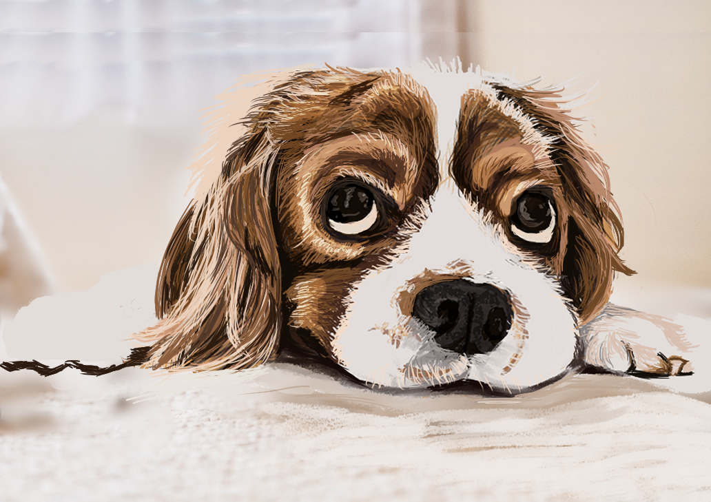 dog1.jpg