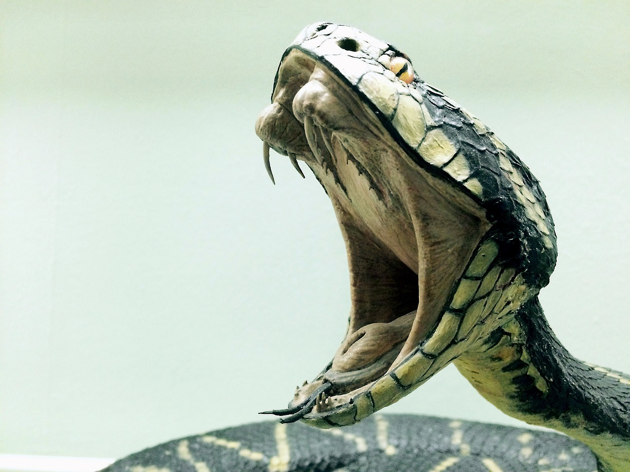 snake-1974382_1280.jpg