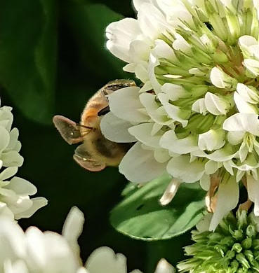 みつばち (2).JPG