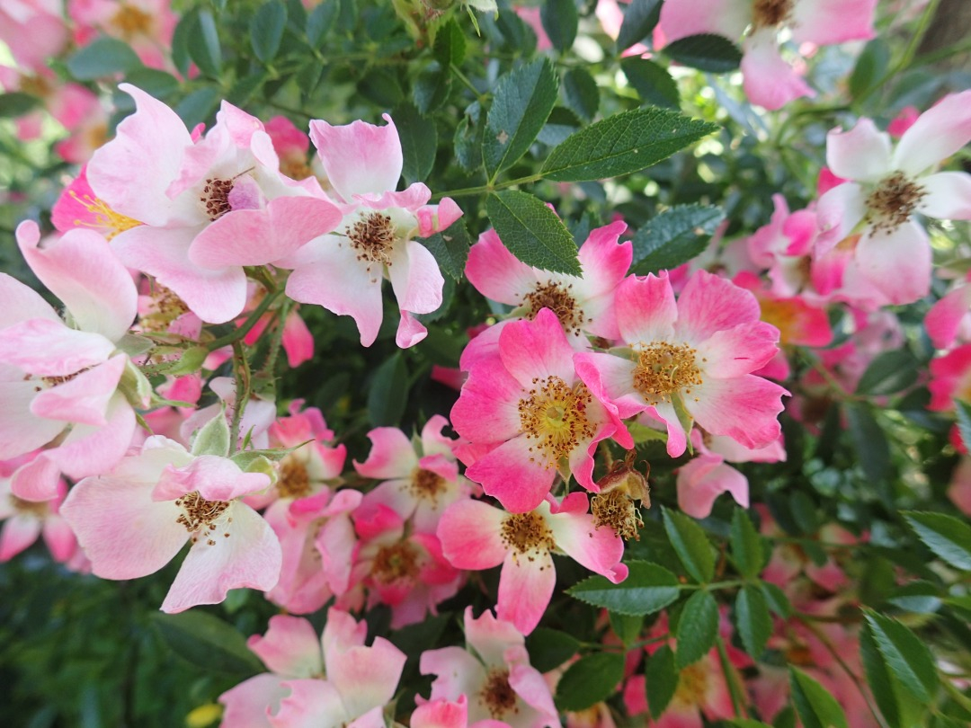P5310101.JPG