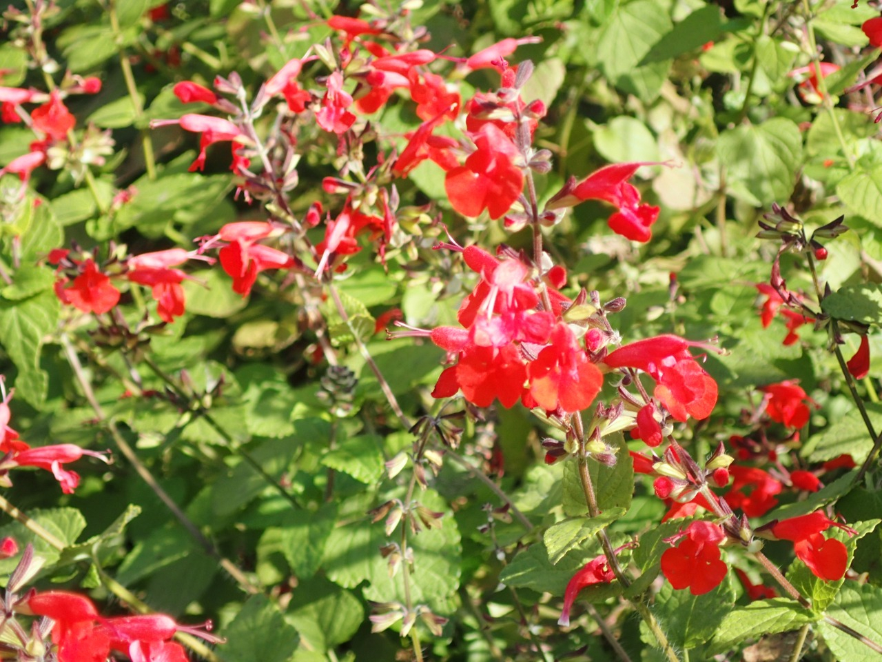PB160820.JPG