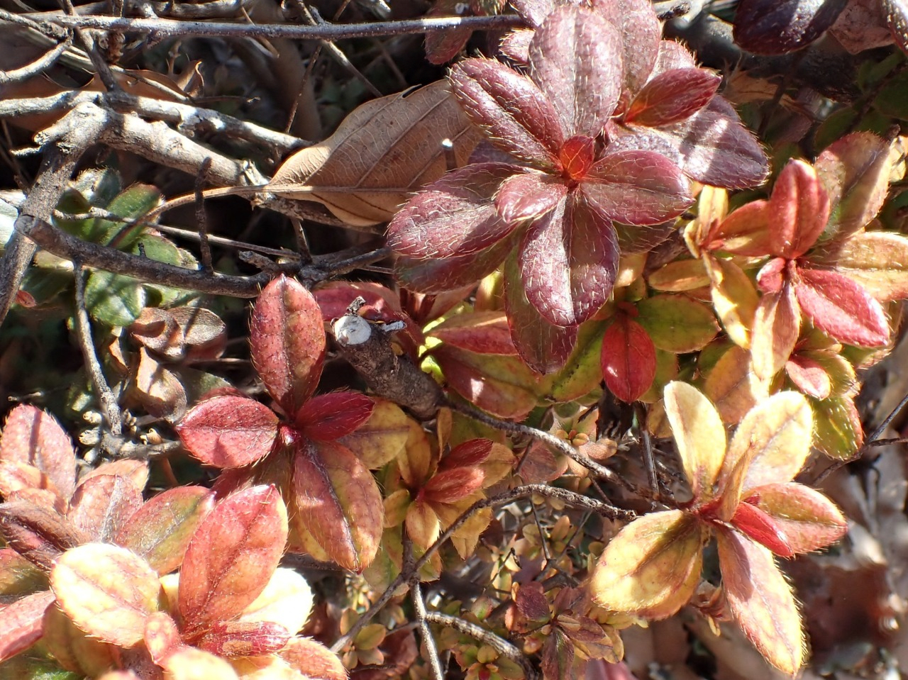 P2120035.JPG