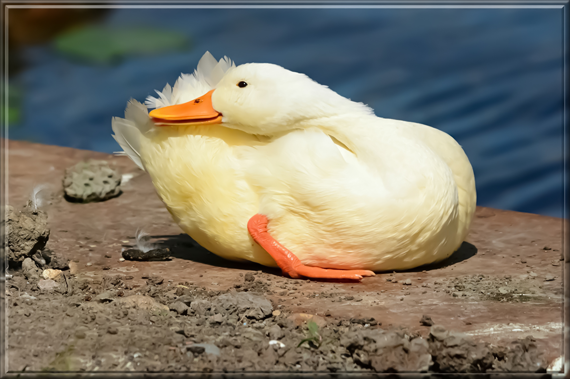 duck-45811608.jpg