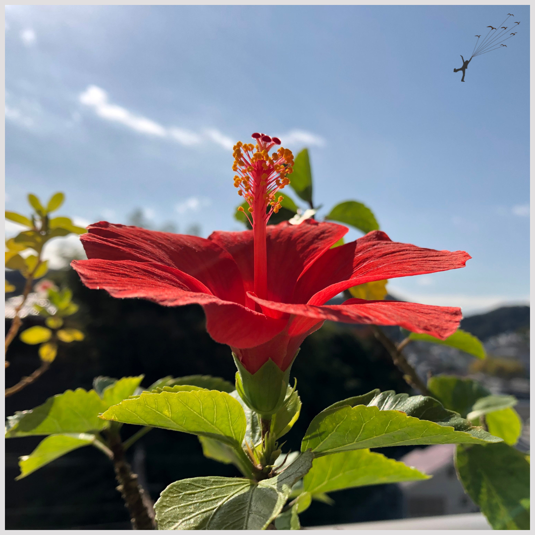 花.png