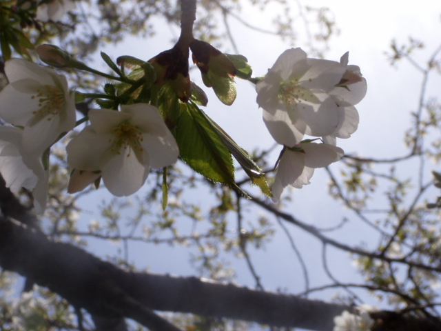 P1010229.JPG