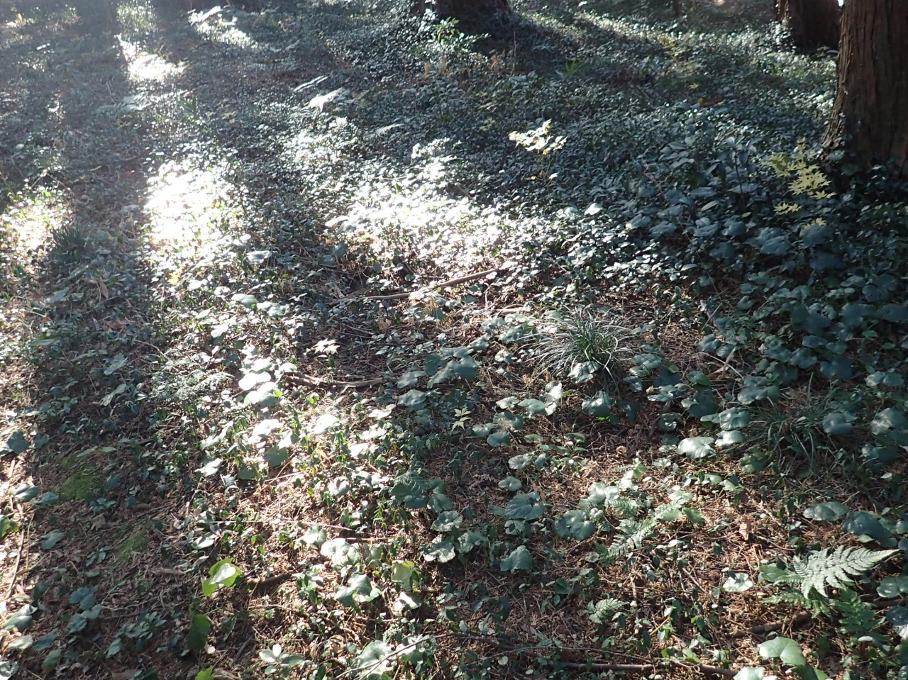 PC310235.JPG