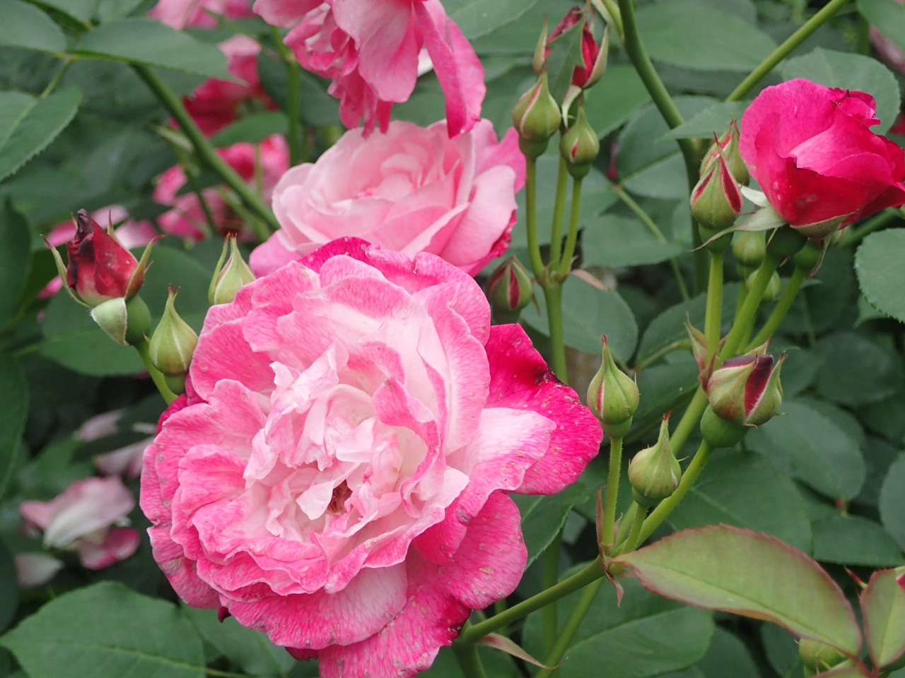 P5181426.JPG