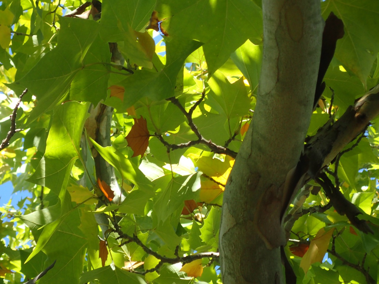 PA220865.JPG