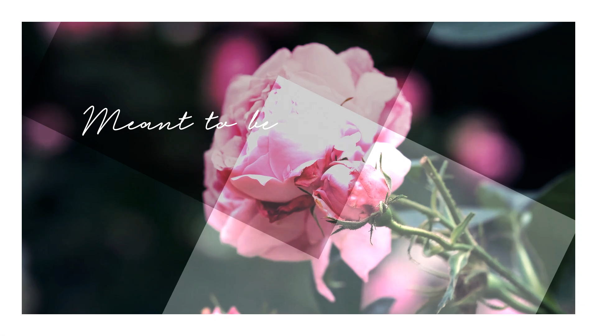 Opening_03.00_00_49_20.静止画014.png